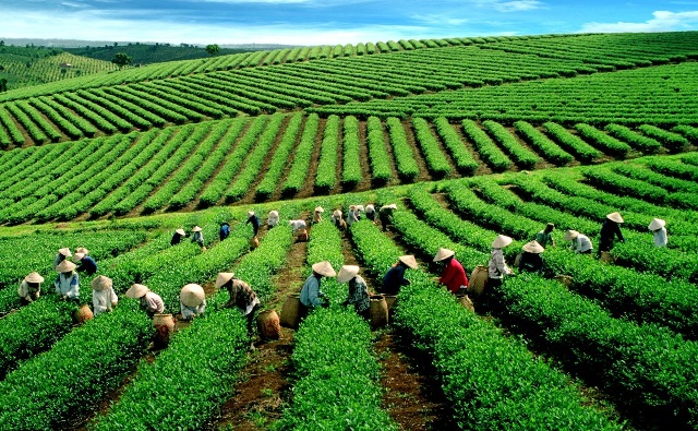 CẨM NANG DU LỊCH LÂM ĐỒNG