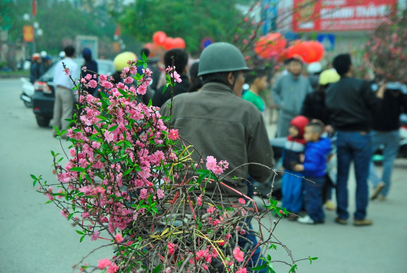 album kulnews hoa dao ha noi kul vn3